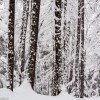 Le bois pendant qu'il neige